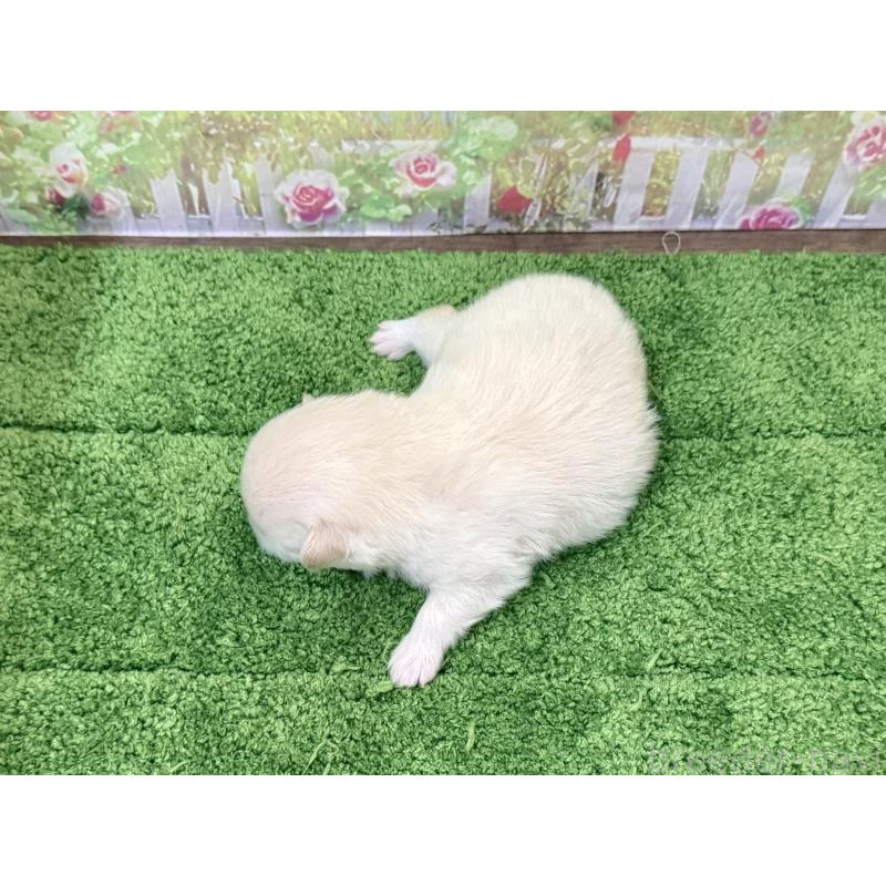 販売中の埼玉県のポメラニアン-430403の3枚目