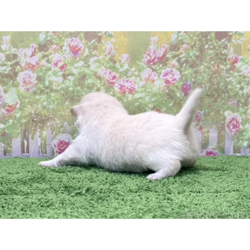 販売中の埼玉県のポメラニアン-430403の2枚目