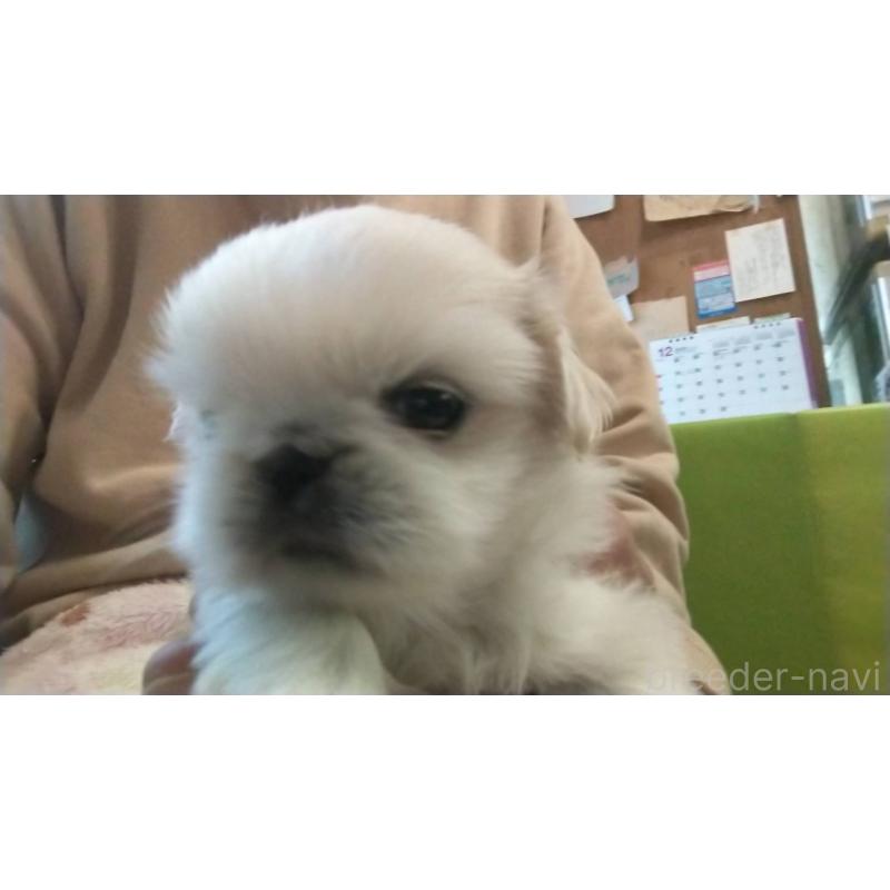 販売中の愛知県のペキニーズ-430404の2枚目