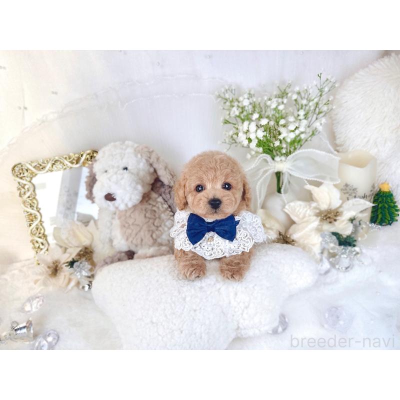 販売中の大阪府のトイプードル-430406の9枚目