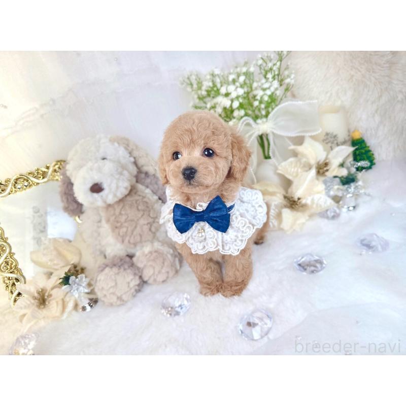 販売中の大阪府のトイプードル-430406の7枚目