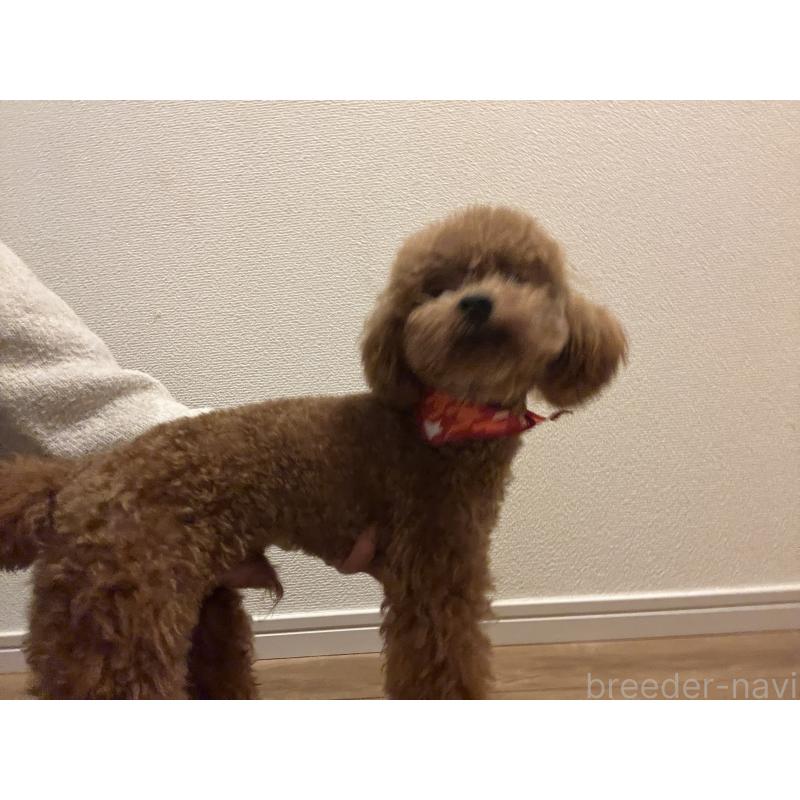 販売中の埼玉県のタイニープードル-430405の7枚目