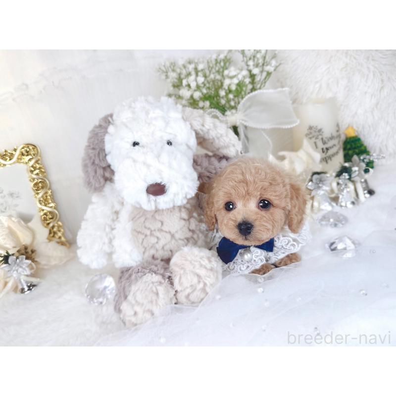 販売中の大阪府のトイプードル-430406の6枚目