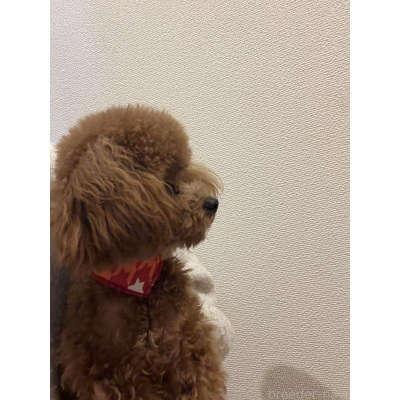 販売中の埼玉県のタイニープードル-430405の6枚目