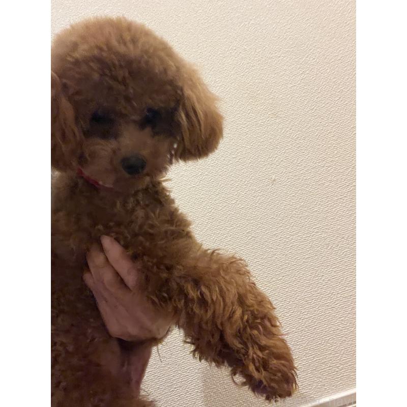 販売中の埼玉県のタイニープードル-430405の5枚目