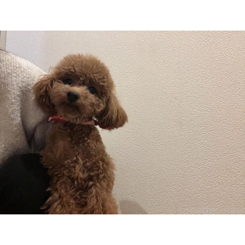 販売中の埼玉県のタイニープードル-430405の3枚目