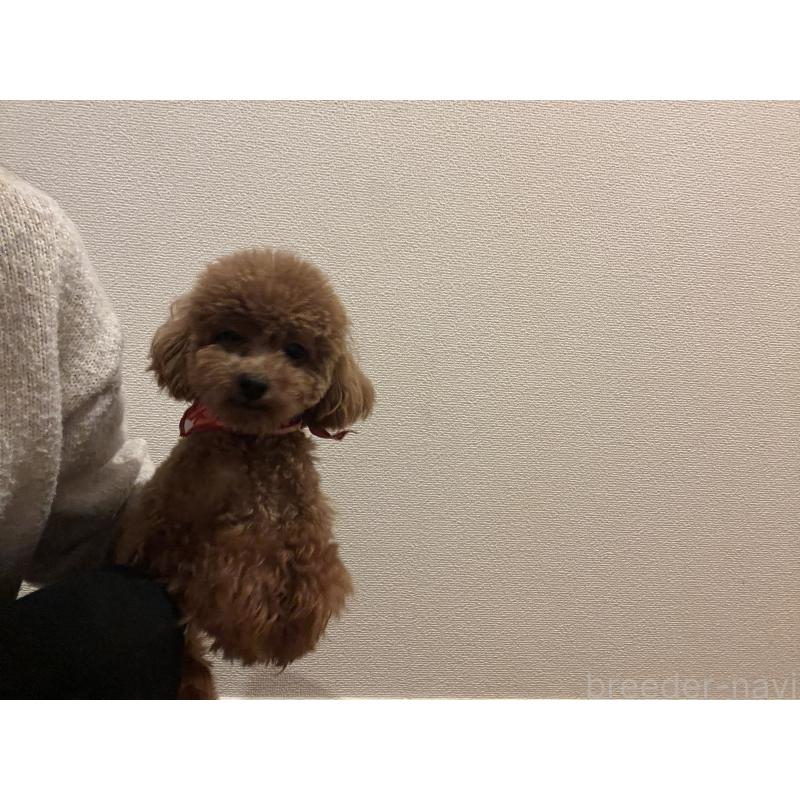 販売中の埼玉県のタイニープードル-430405の2枚目