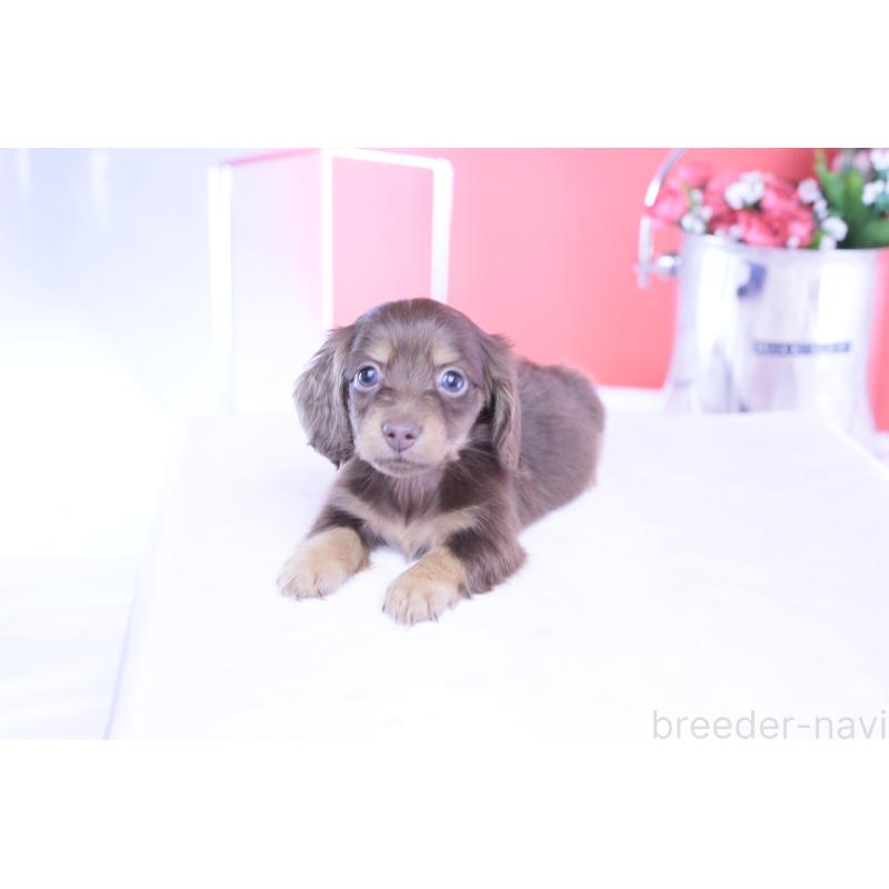 成約済の愛知県のカニンヘンダックスフンド(ロングヘアード)-428208の10枚目