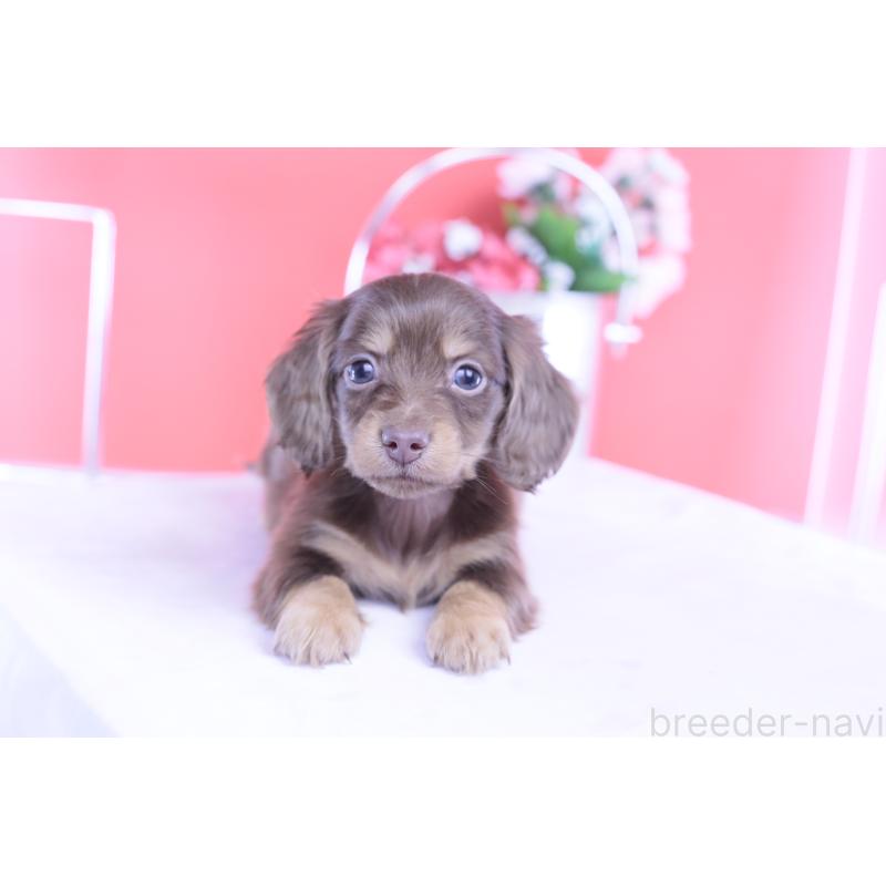 成約済の愛知県のカニンヘンダックスフンド(ロングヘアード)-428208の9枚目