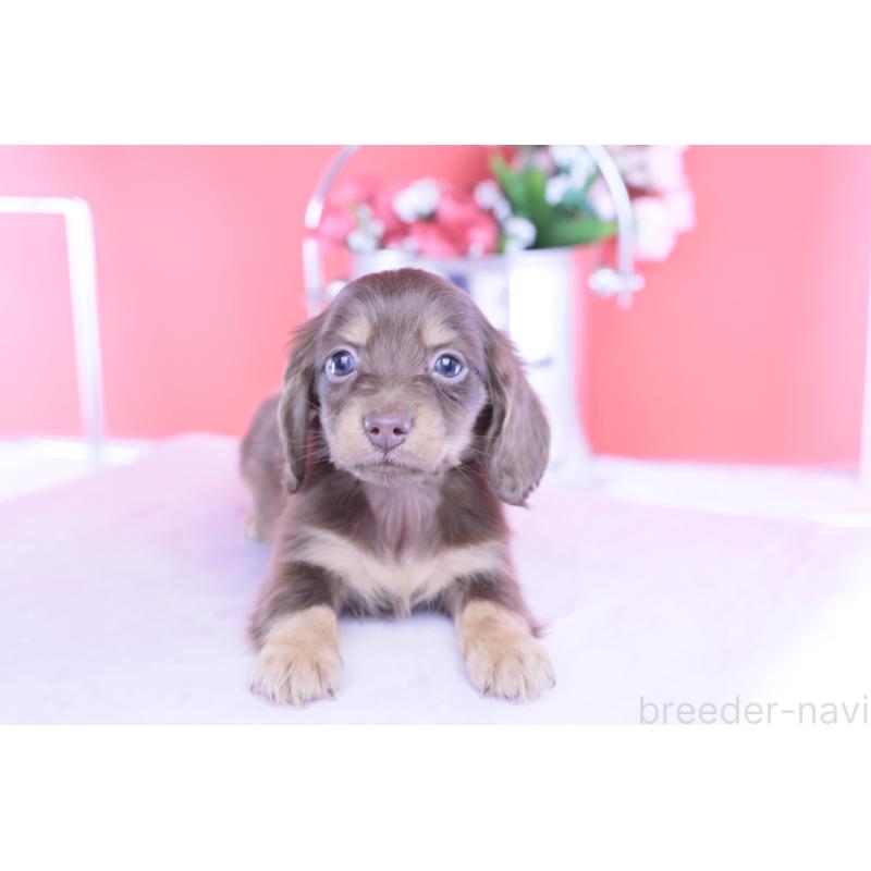 成約済の愛知県のカニンヘンダックスフンド(ロングヘアード)-428208の6枚目