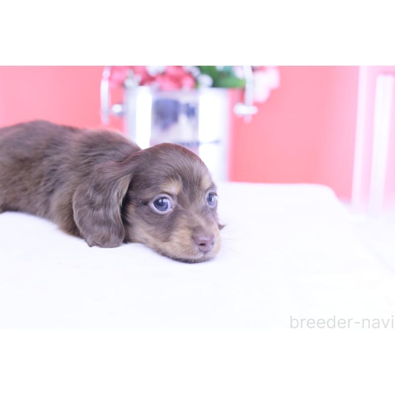 成約済の愛知県のカニンヘンダックスフンド(ロングヘアード)-428208の2枚目