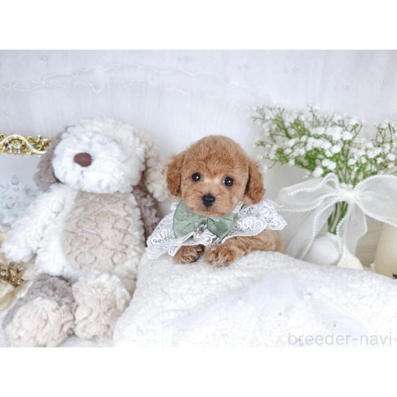 販売中の大阪府のトイプードル-430407の9枚目