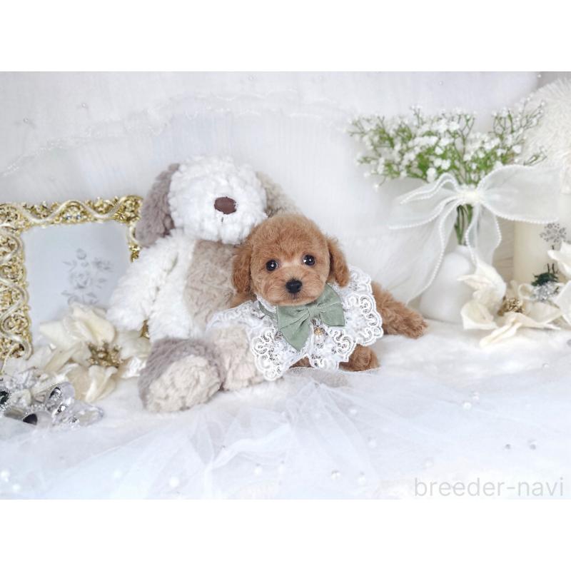 販売中の大阪府のトイプードル-430407の8枚目