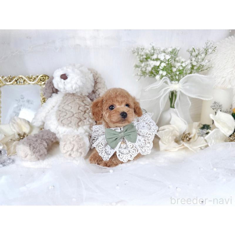 販売中の大阪府のトイプードル-430407の7枚目