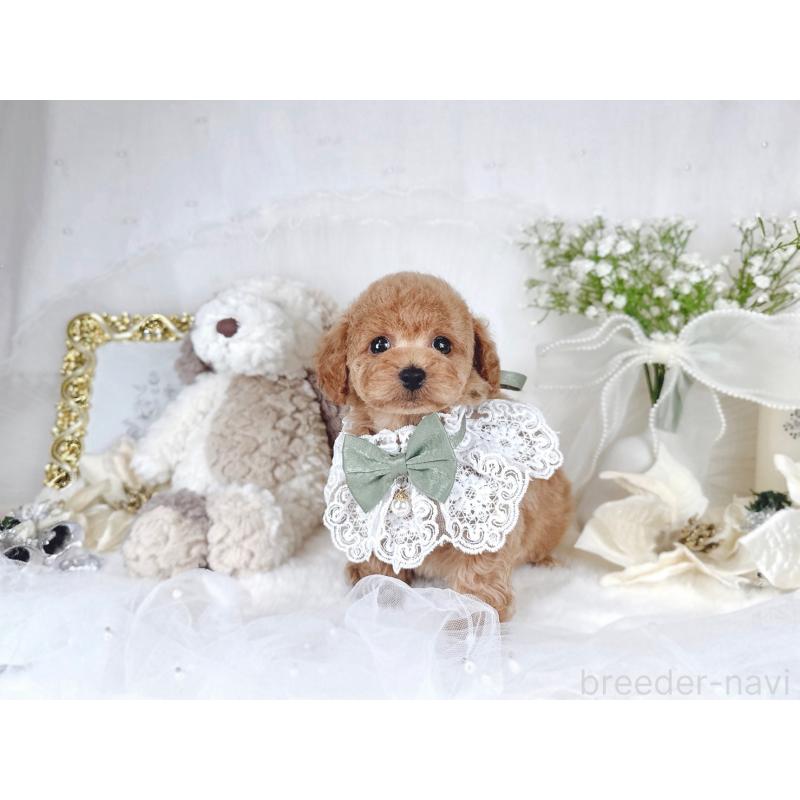 販売中の大阪府のトイプードル-430407の6枚目