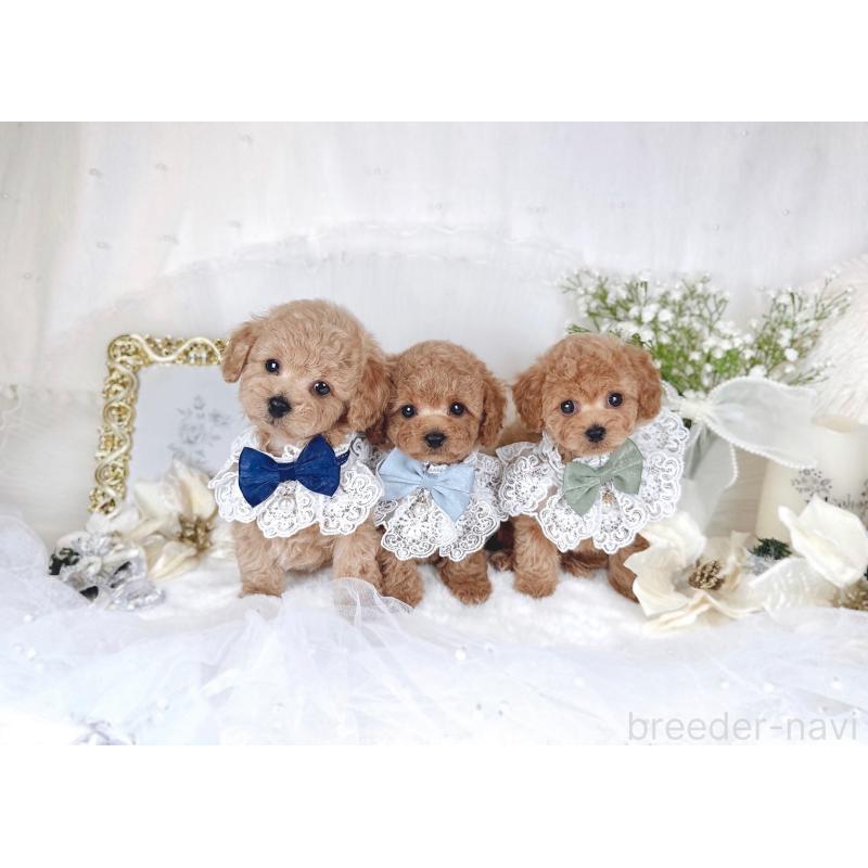 販売中の大阪府のトイプードル-430407の5枚目