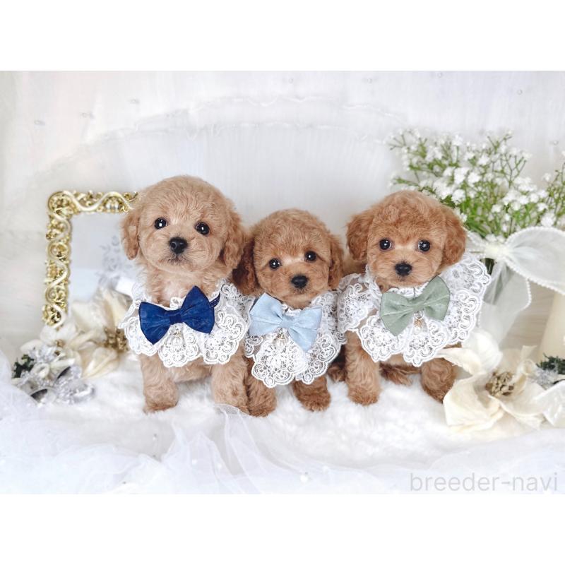 販売中の大阪府のトイプードル-430407の4枚目