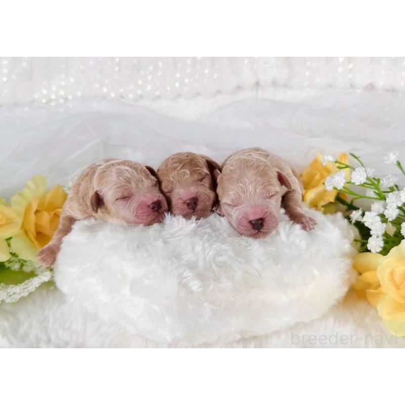 販売中の大阪府のトイプードル-430407の2枚目