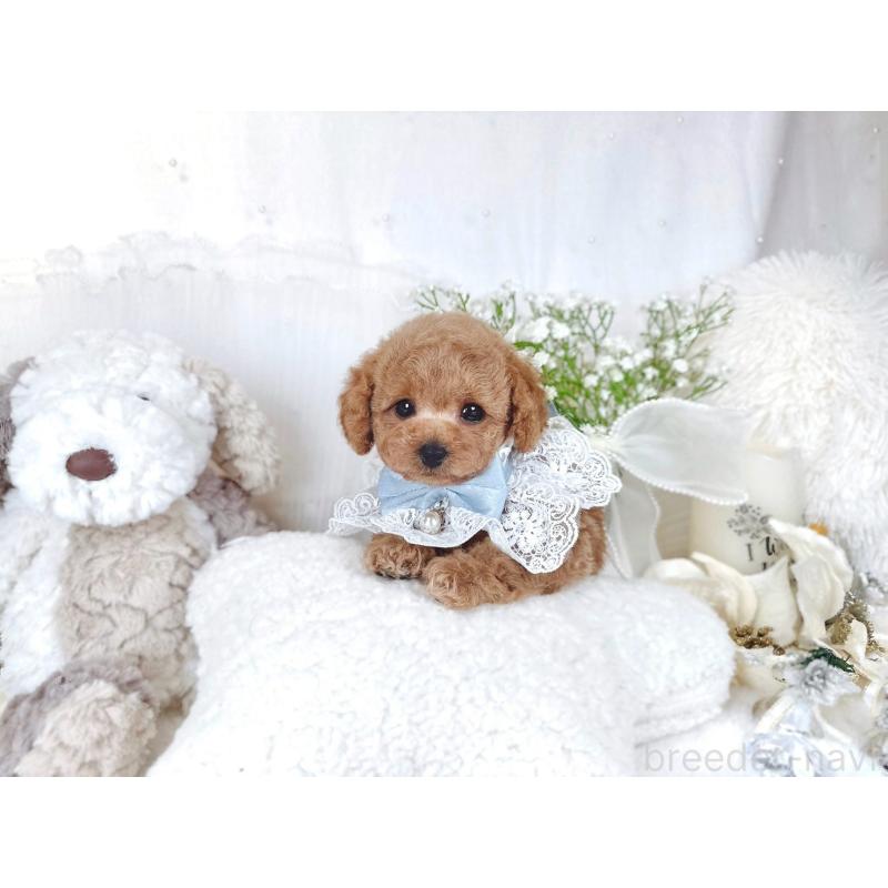 販売中の大阪府のトイプードル-430408の9枚目