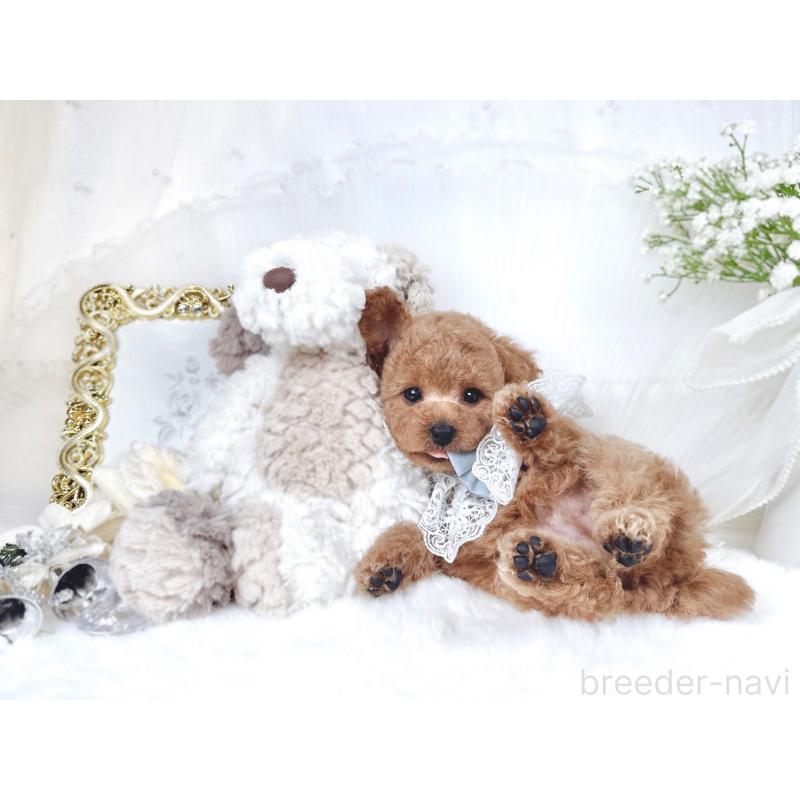 販売中の大阪府のトイプードル-430408の8枚目
