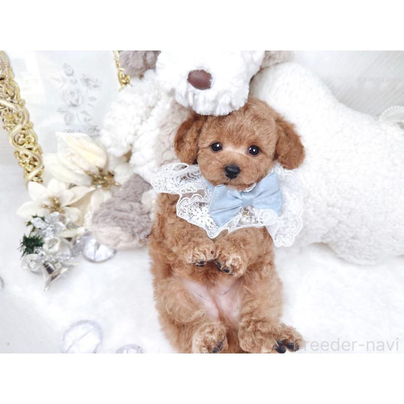 販売中の大阪府のトイプードル-430408の7枚目