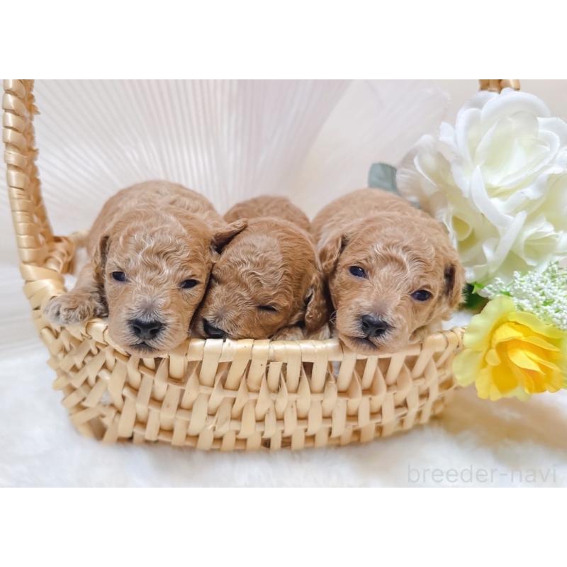 販売中の大阪府のトイプードル-430408の3枚目