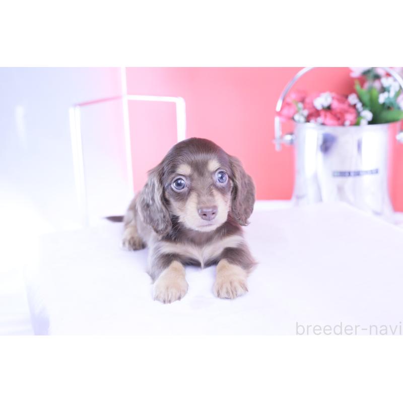 販売中の愛知県のカニンヘンダックスフンド(ロングヘアード)-428205の10枚目