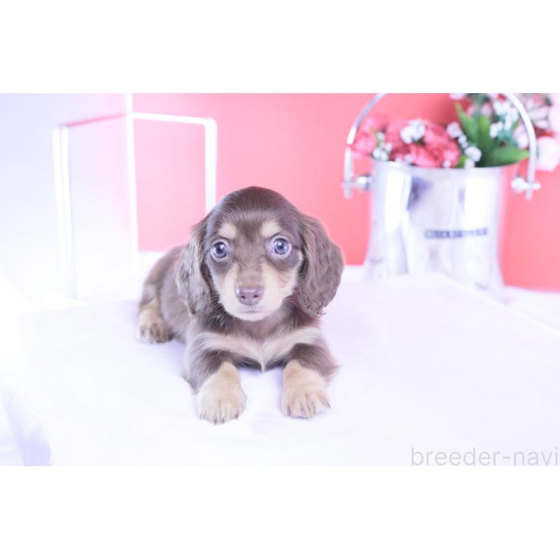 販売中の愛知県のカニンヘンダックスフンド(ロングヘアード)-428205の9枚目