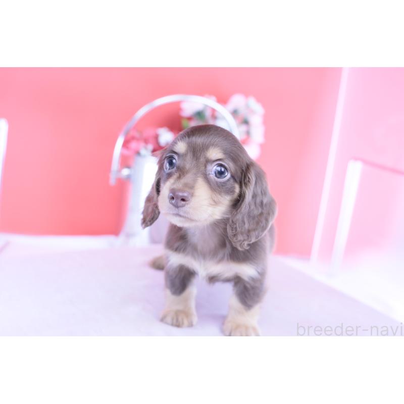 販売中の愛知県のカニンヘンダックスフンド(ロングヘアード)-428205の7枚目