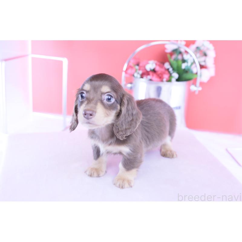 販売中の愛知県のカニンヘンダックスフンド(ロングヘアード)-428205の6枚目