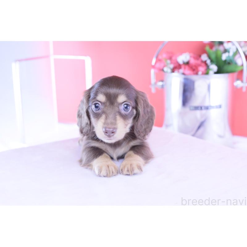 販売中の愛知県のカニンヘンダックスフンド(ロングヘアード)-428205の3枚目