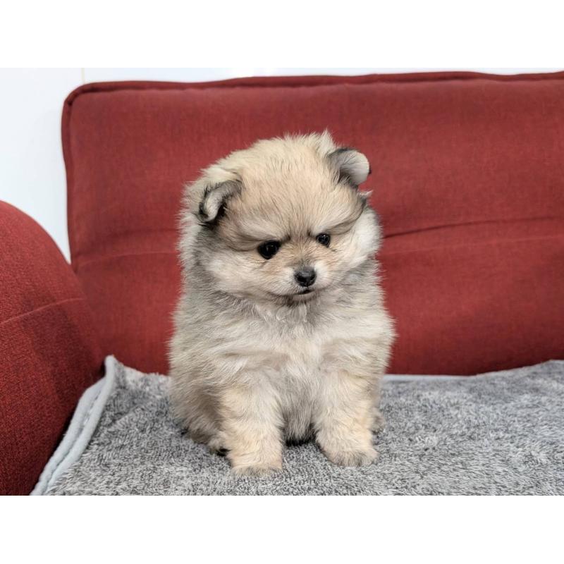 販売中の愛知県のポメラニアン-430409の11枚目