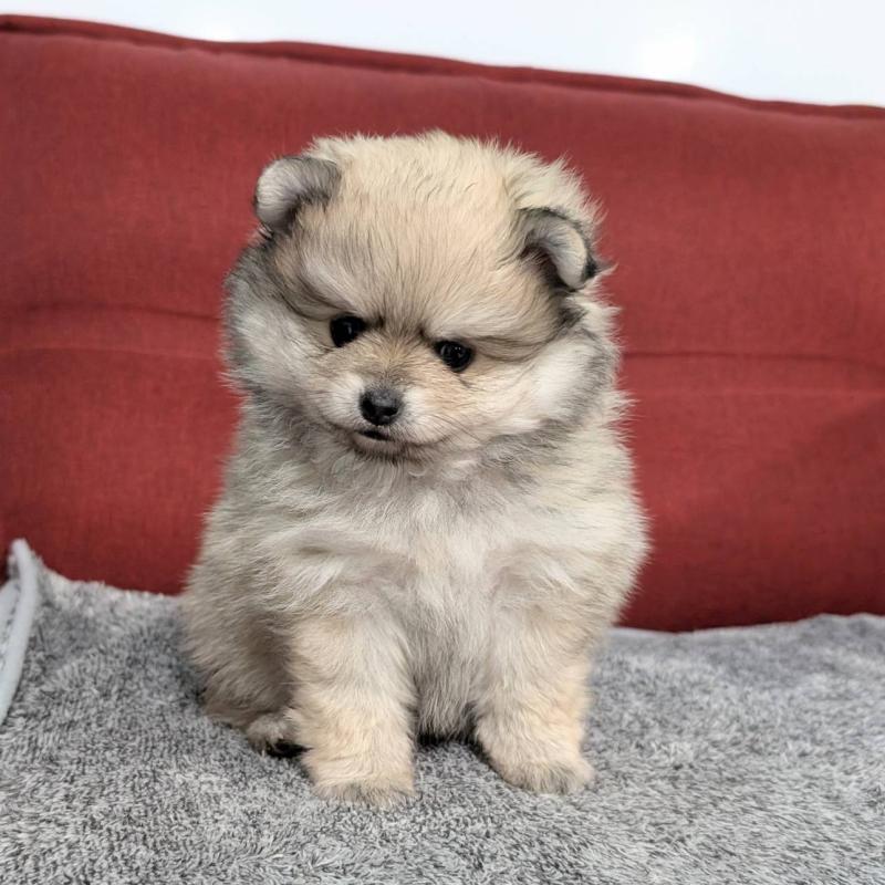 販売中の愛知県のポメラニアン-430409の10枚目