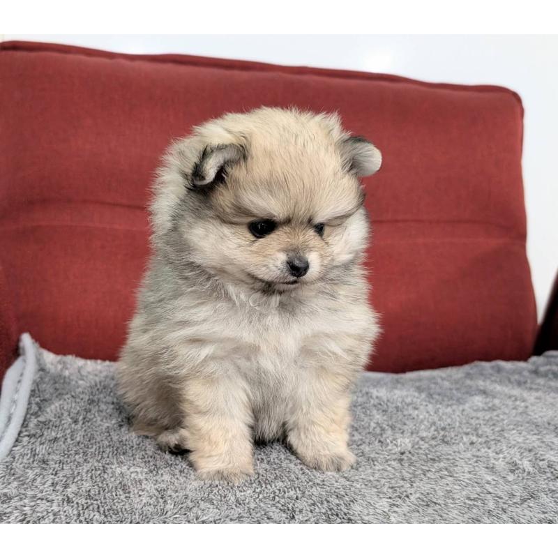 販売中の愛知県のポメラニアン-430409の9枚目