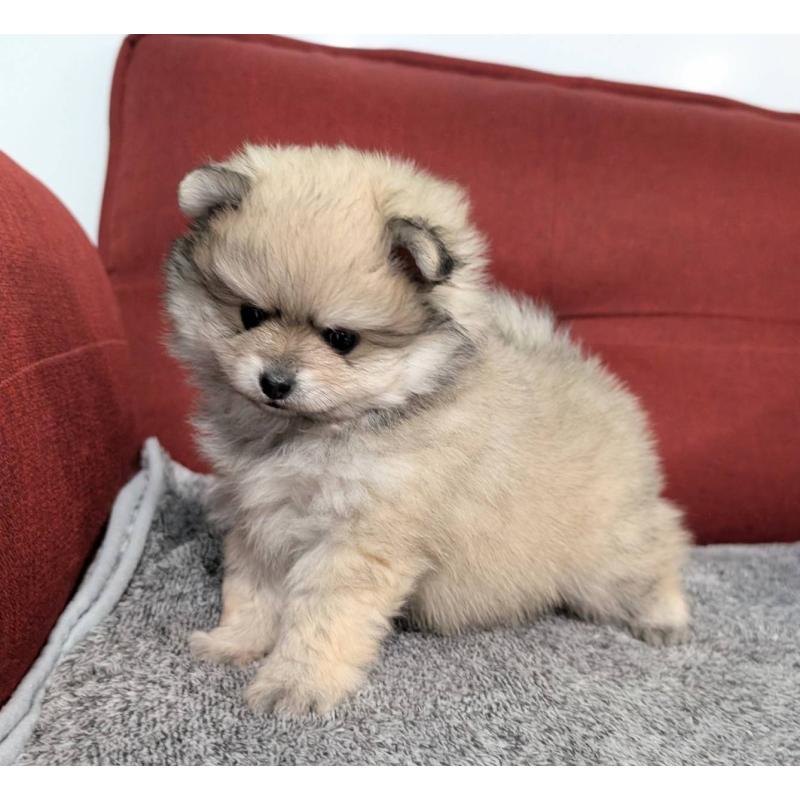 販売中の愛知県のポメラニアン-430409の8枚目