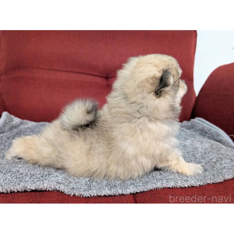 販売中の愛知県のポメラニアン-430409の7枚目