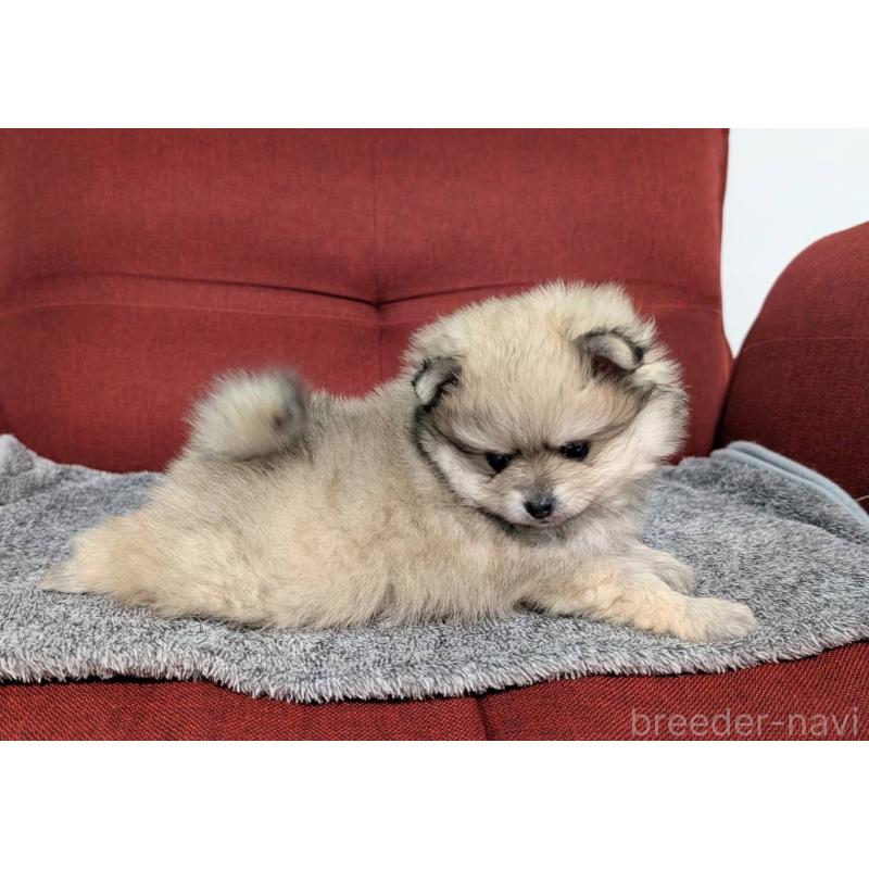 販売中の愛知県のポメラニアン-430409の6枚目