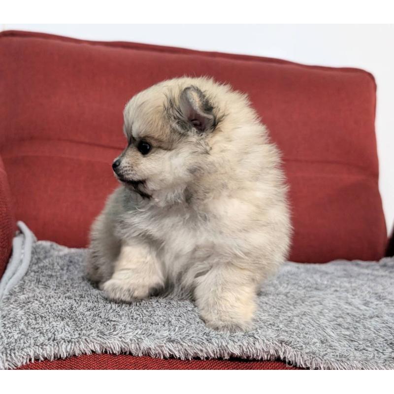 販売中の愛知県のポメラニアン-430409の5枚目