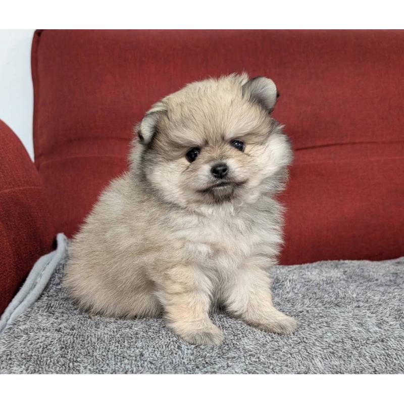 販売中の愛知県のポメラニアン-430409の4枚目