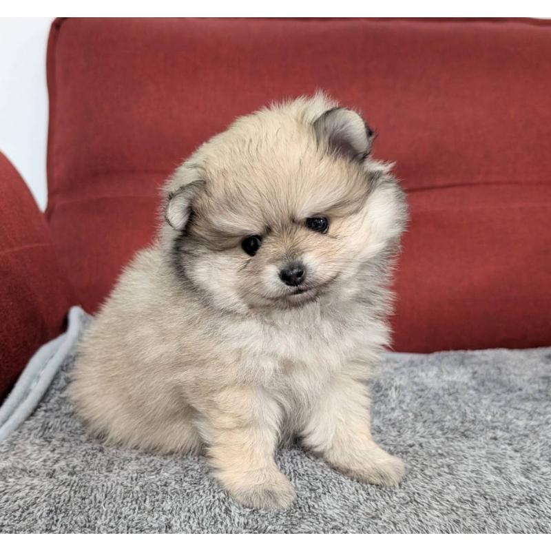 販売中の愛知県のポメラニアン-430409の3枚目