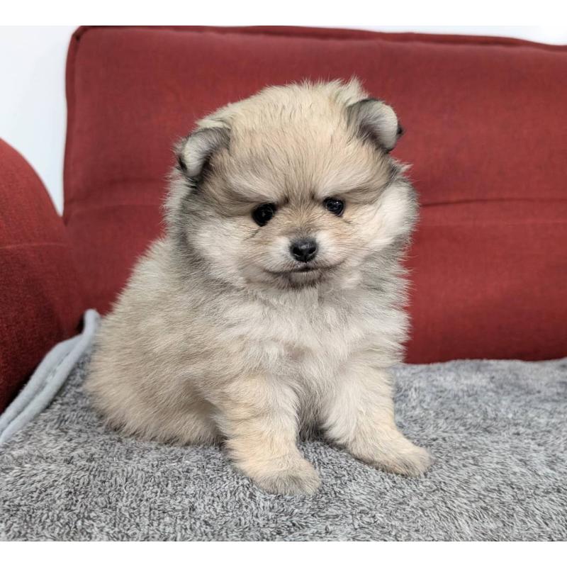 販売中の愛知県のポメラニアン-430409の1枚目