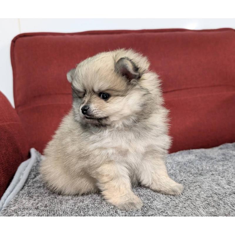 販売中の愛知県のポメラニアン-430409の2枚目