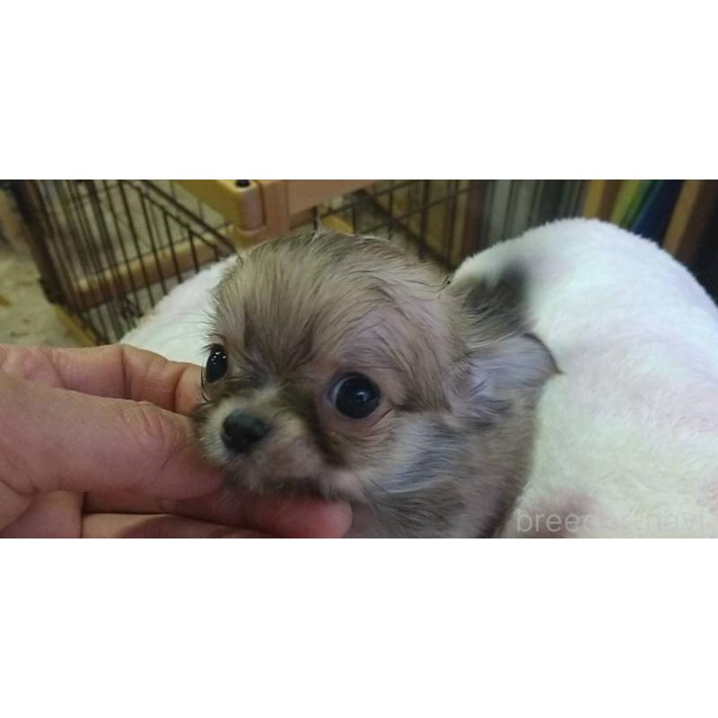 販売中の愛知県のチワワ(ロングコート)-425671