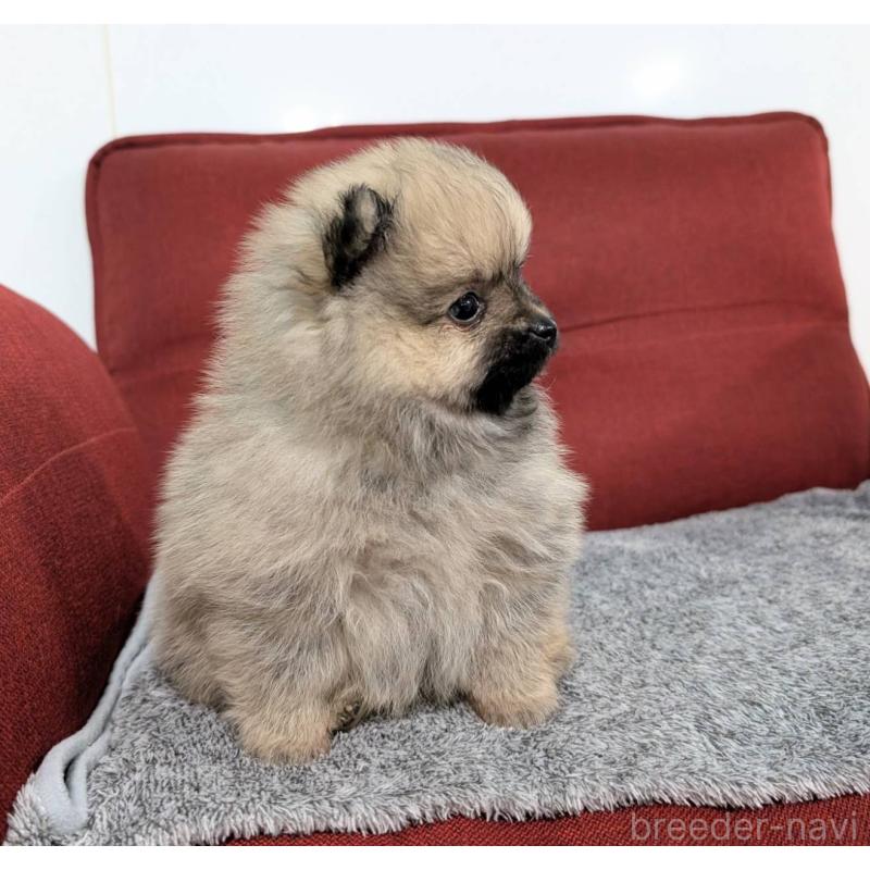 販売中の愛知県のポメラニアン-430410の12枚目