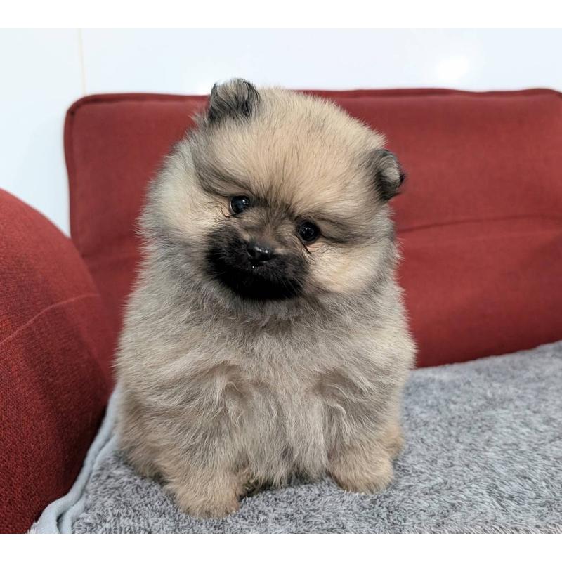 販売中の愛知県のポメラニアン-430410の11枚目