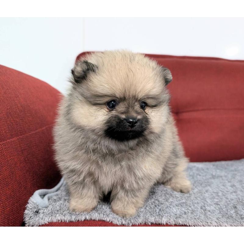 販売中の愛知県のポメラニアン-430410の10枚目