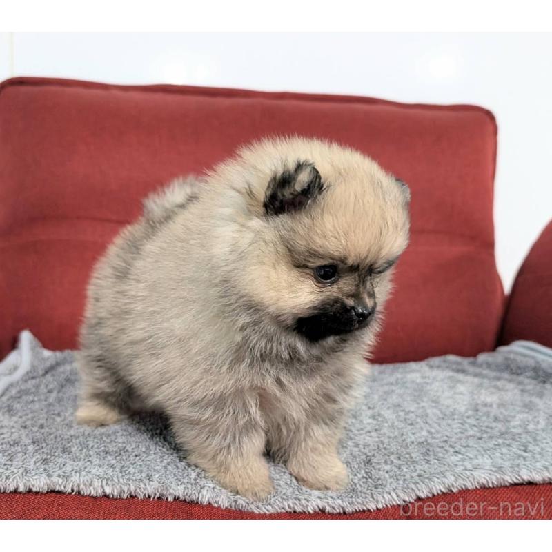 販売中の愛知県のポメラニアン-430410の9枚目