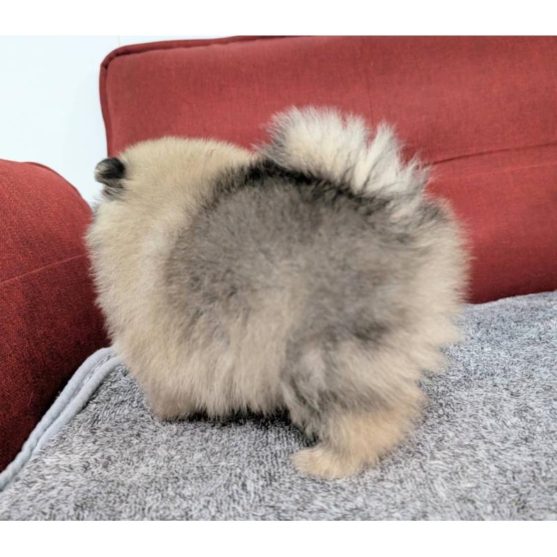 販売中の愛知県のポメラニアン-430410の8枚目