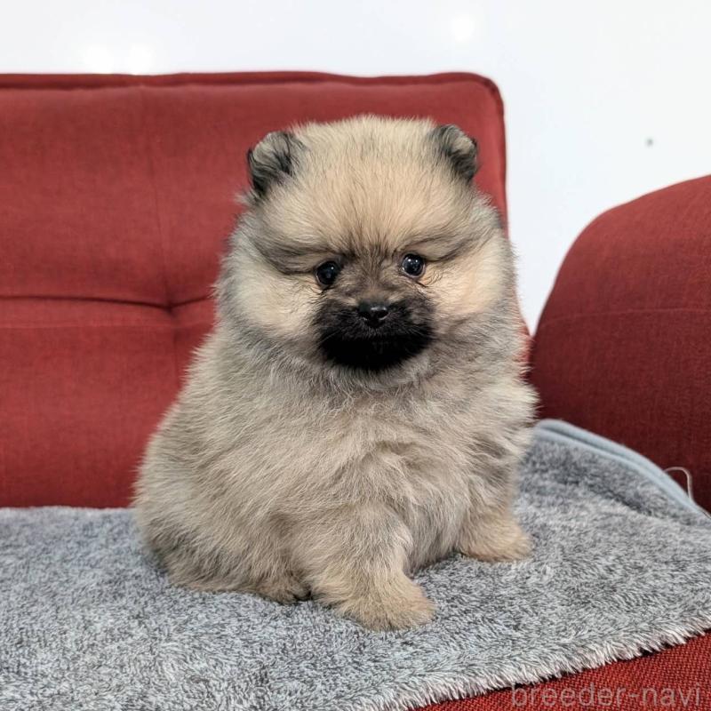販売中の愛知県のポメラニアン-430410の6枚目