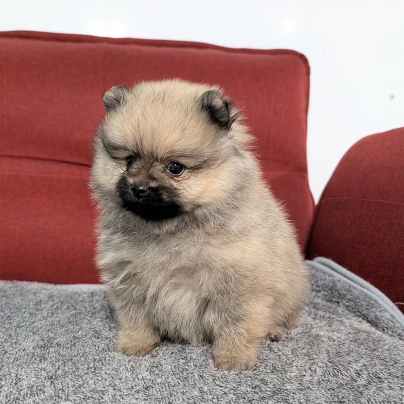 販売中の愛知県のポメラニアン-430410の5枚目